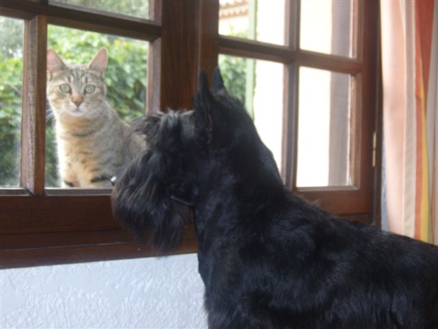 Nos chiens